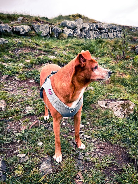 Spaziergang am Castle Point Caravan Park