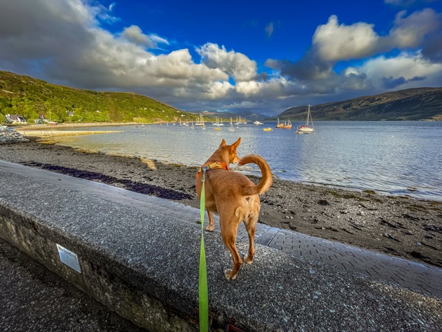 Momo in Ullapool