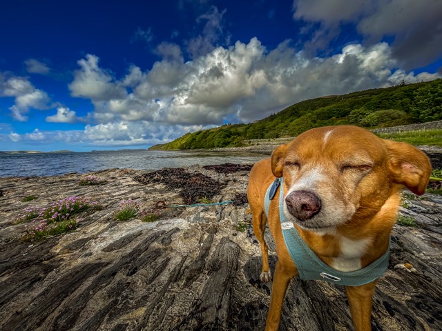 In der N&auml;he von Tongue, Northern Scotland