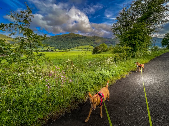 Spaziergang im s&uuml;dlicheren Tekl Schottlands (in der N&auml;he von Callander)